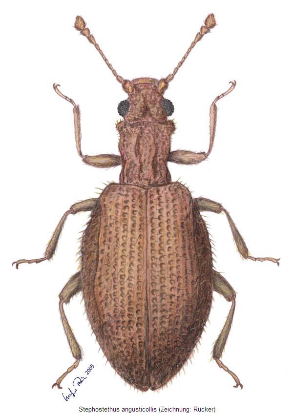 stephostethus angusticollis_hab.jpg